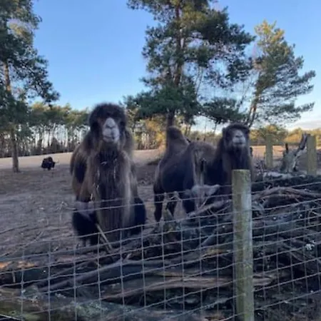 木屋 Luxe Groot Voor 6 Personen Op De Veluwe! Doornspijk