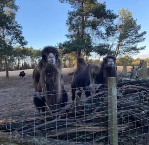 Chalet Luxe Groot Voor 6 Personen Op De Veluwe! Doornspijk
